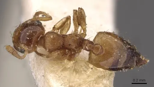 Crematogaster rufotestacea specimen CASENT0908376 image casent0908376_1