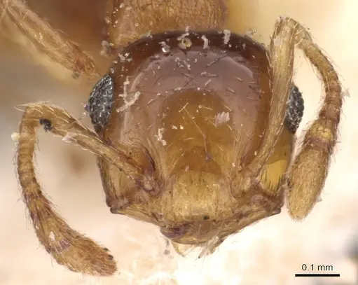 Crematogaster rufotestacea specimen CASENT0908376 image casent0908376_2