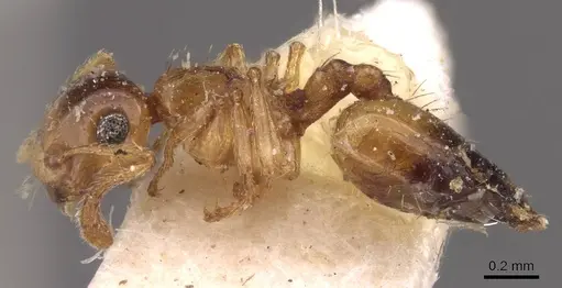 Crematogaster rufotestacea specimen CASENT0908376 image casent0908376_3