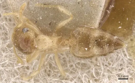 Crematogaster rufotestacea specimen CASENT0912780 image casent0912780_1