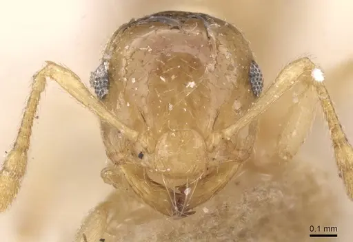Crematogaster rufotestacea specimen CASENT0912780 image casent0912780_2