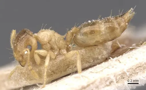 Crematogaster rufotestacea specimen CASENT0912780 image casent0912780_3