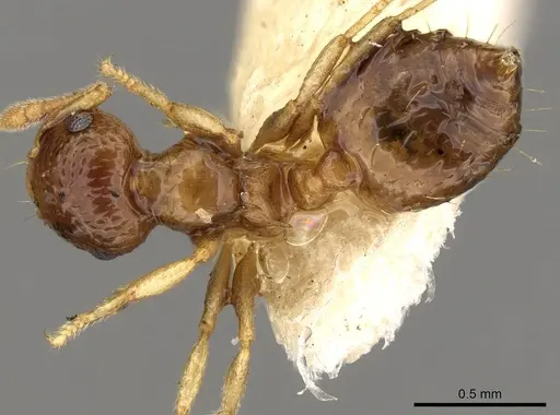 Crematogaster rufotestacea specimen CASENT0914081 image casent0914081_1