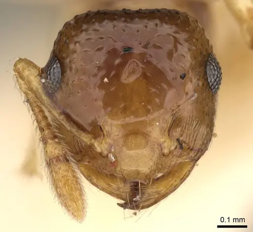 Crematogaster rufotestacea specimen CASENT0914081 image casent0914081_2