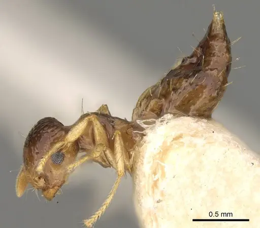 Crematogaster rufotestacea specimen CASENT0914081 image casent0914081_3