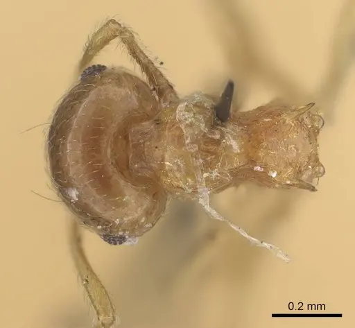 Crematogaster rufotestacea specimen CASENT0919693 image casent0919693_1