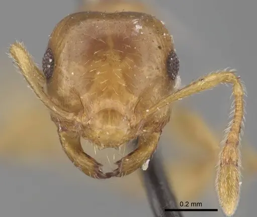 Crematogaster rufotestacea specimen CASENT0919693 image casent0919693_3