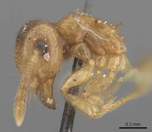 Crematogaster rufotestacea specimen CASENT0919693 image casent0919693_4