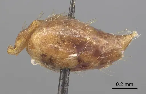 Crematogaster rufotestacea specimen CASENT0919693 image casent0919693_5