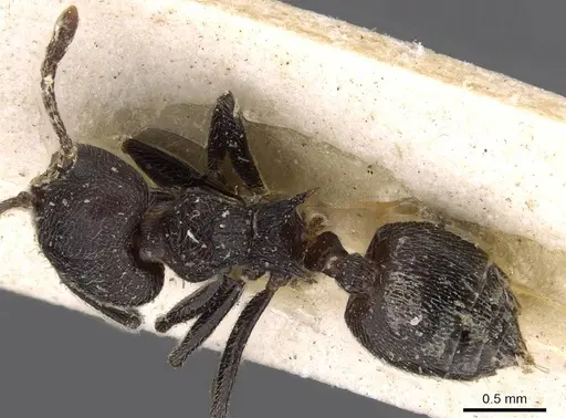 Crematogaster rugosa specimen CASENT0908614 image casent0908614_1