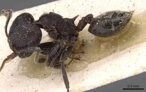 Crematogaster rugosa specimen CASENT0908614 image casent0908614_3