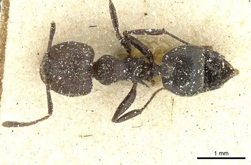 Crematogaster rugosa specimen CASENT0912812 image casent0912812_1