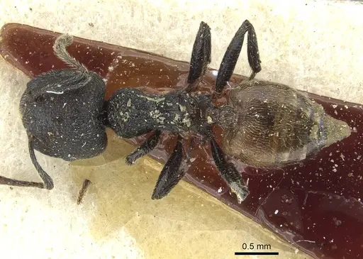 Crematogaster rugosa specimen CASENT0912813 image casent0912813_1