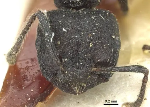 Crematogaster rugosa specimen CASENT0912813 image casent0912813_2