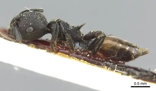 Crematogaster rugosa specimen CASENT0912813 image casent0912813_3