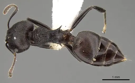 Crematogaster rugosa specimen CASENT0914190 image casent0914190_1