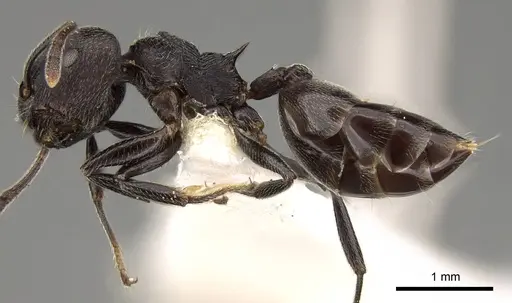 Crematogaster rugosa specimen CASENT0914190 image casent0914190_3