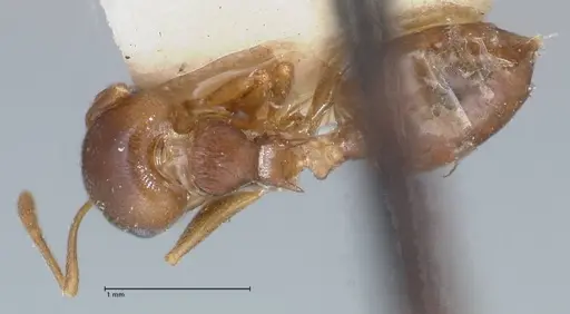 Crematogaster rugosa specimen FOCOL1520 image focol1520_1