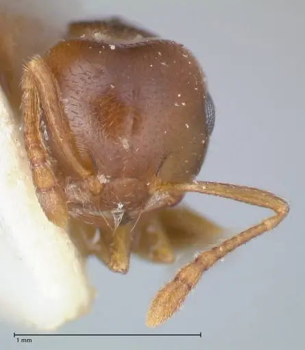 Crematogaster rugosa specimen FOCOL1520 image focol1520_2