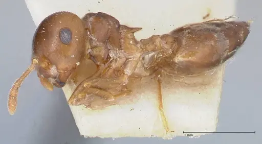 Crematogaster rugosa specimen FOCOL1520 image focol1520_3