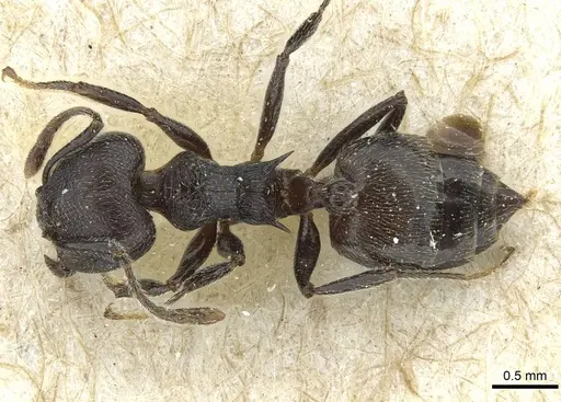 Crematogaster rugosa specimen RMCAENT000017763 image rmcaent000017763_1