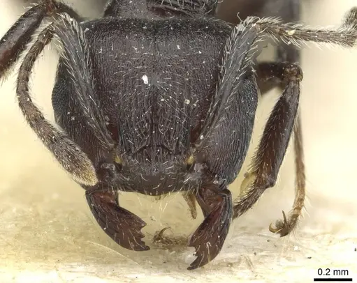Crematogaster rugosa specimen RMCAENT000017763 image rmcaent000017763_2