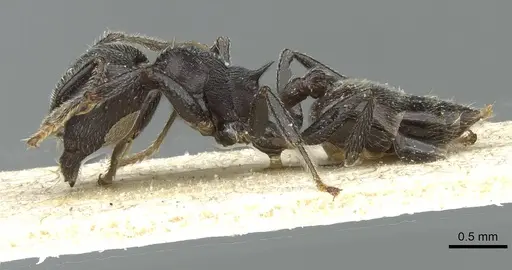 Crematogaster rugosa specimen RMCAENT000017763 image rmcaent000017763_3