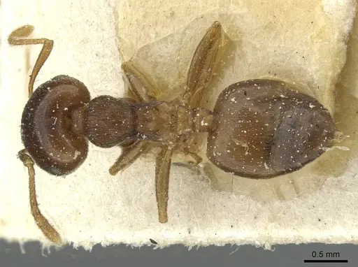 Crematogaster rugosior specimen CASENT0912814 image casent0912814_1