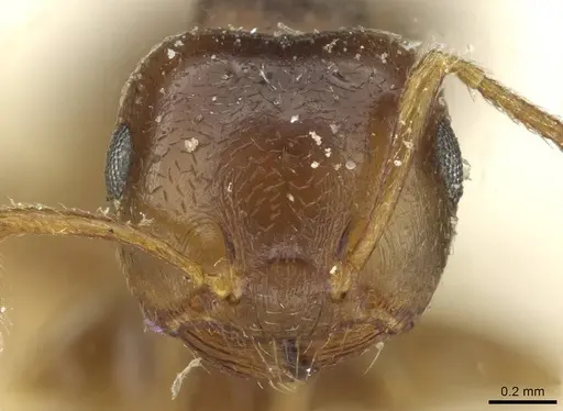 Crematogaster rugosior specimen CASENT0912814 image casent0912814_2