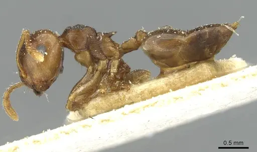 Crematogaster rugosior specimen CASENT0912814 image casent0912814_3