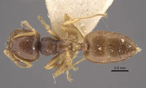 Crematogaster rugosior specimen CASENT0917804 image casent0917804_1