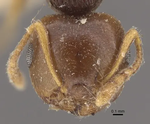 Crematogaster rugosior specimen CASENT0917804 image casent0917804_2