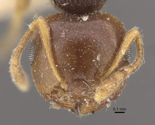Crematogaster rugosior specimen CASENT0917804 image casent0917804_3