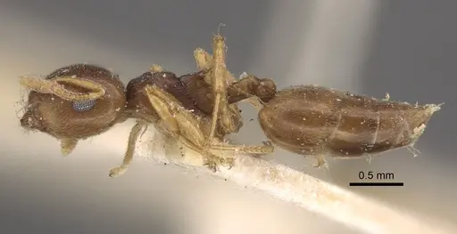Crematogaster rugosior specimen CASENT0917804 image casent0917804_4