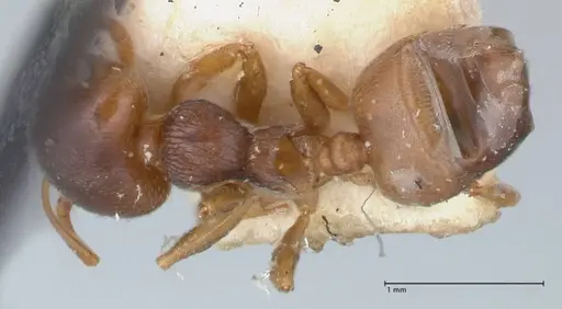 Crematogaster rugosior specimen FOCOL1521 image focol1521_1