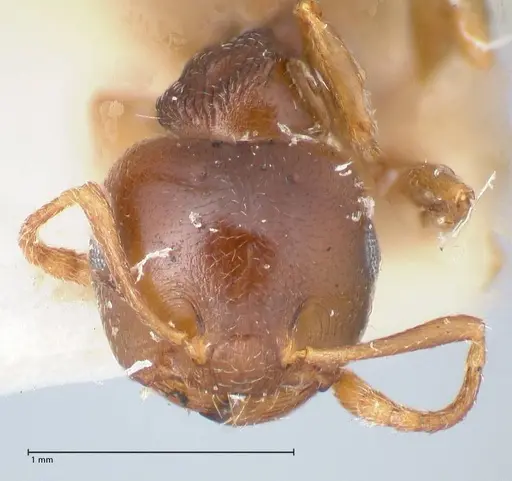 Crematogaster rugosior specimen FOCOL1521 image focol1521_2