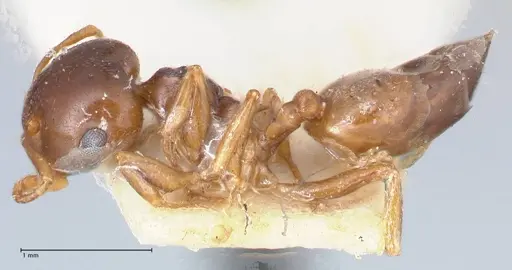 Crematogaster rugosior specimen FOCOL1521 image focol1521_3