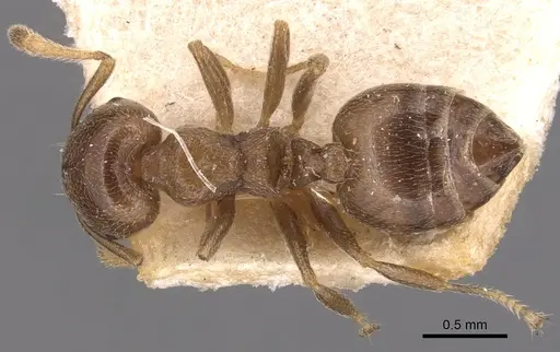 Crematogaster ruspolii specimen CASENT0904508 image casent0904508_1