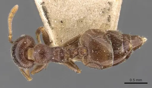 Crematogaster ruspolii specimen CASENT0908553 image casent0908553_1