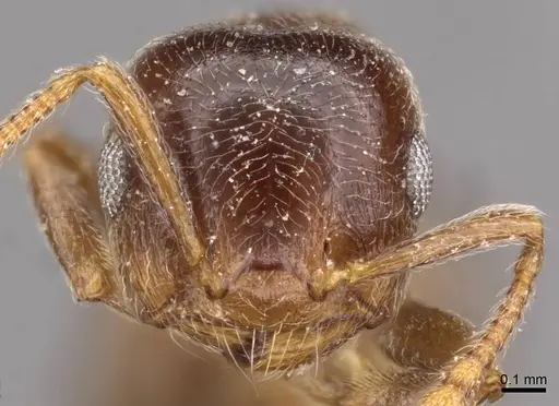Crematogaster ruspolii specimen CASENT0908553 image casent0908553_2