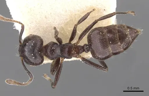 Crematogaster ruspolii specimen CASENT0908554 image casent0908554_1