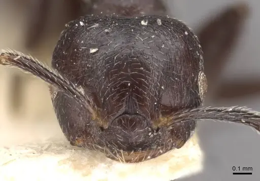 Crematogaster ruspolii specimen CASENT0908554 image casent0908554_2