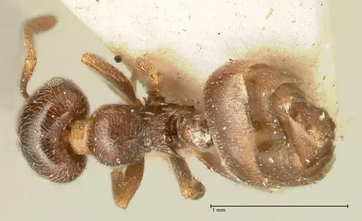 Crematogaster ruspolii specimen FOCOL1474 image focol1474_1