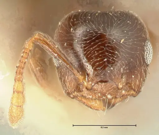 Crematogaster ruspolii specimen FOCOL1474 image focol1474_2