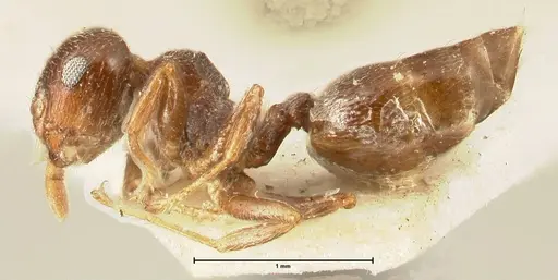 Crematogaster ruspolii specimen FOCOL1474 image focol1474_3