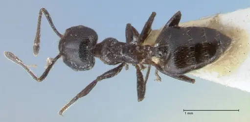 Crematogaster ruspolii specimen FOCOL1475 image focol1475_1