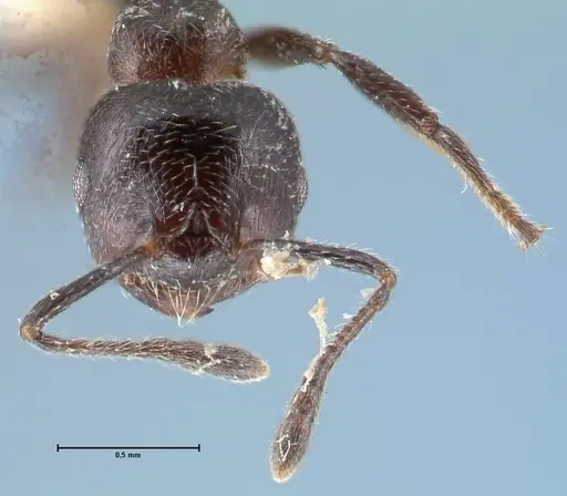 Crematogaster ruspolii specimen FOCOL1475 image focol1475_2