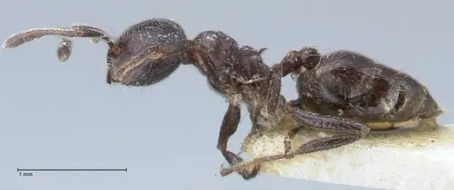 Crematogaster ruspolii specimen FOCOL1475 image focol1475_3