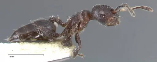 Crematogaster ruspolii specimen FOCOL1475 image focol1475_4