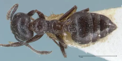 Crematogaster ruspolii specimen FOCOL1476 image focol1476_1